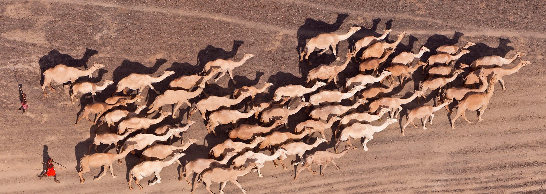 Coronaviren sind für die MERS-Erkrankung von Kamelen verantwortlich. © Martin Harvey / WWF