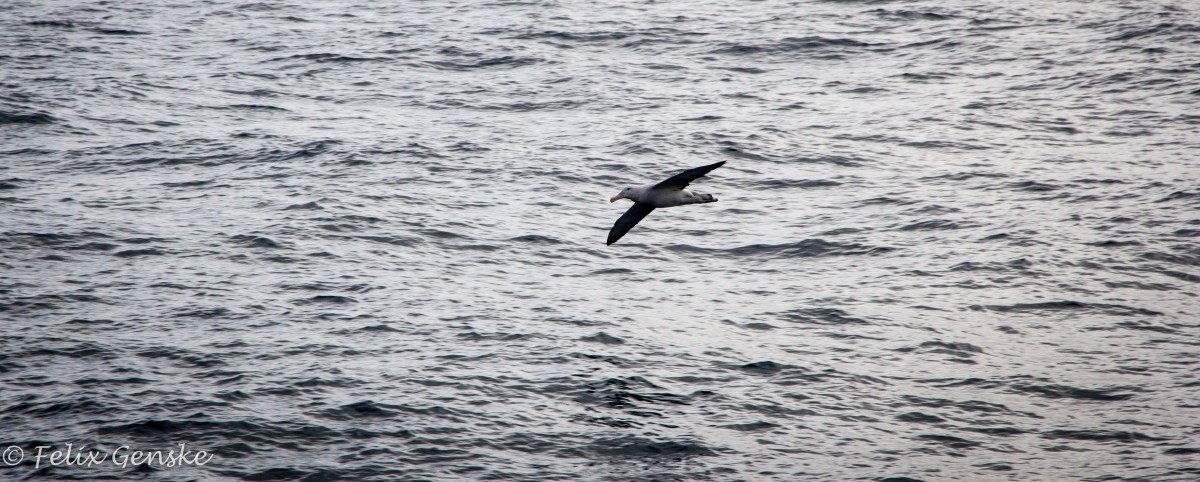 Der Flug eines Albatros über das Wasser. Die Vögel erreichen eine Flügelspannweite von bis zu zwei Metern. © Felix Genske