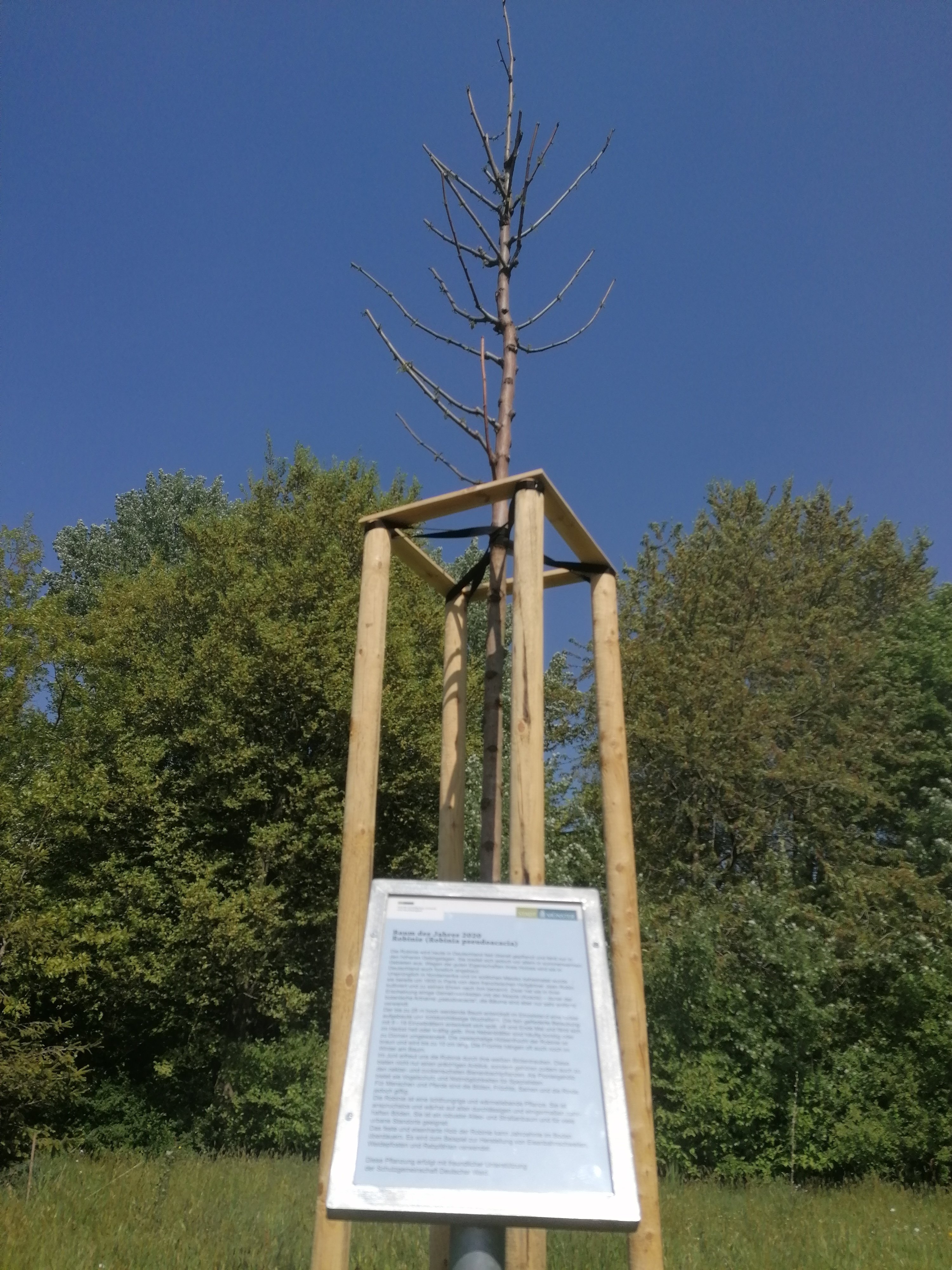 Foto: Eine rund sieben Meter hohe Robinie ergänzt nun den "Weg der Jahresbäume", den das Amt für Grünflächen, Umwelt und Nachhaltigkeit bereits 1989 angelegt hat.  Foto: Stadt Münster.