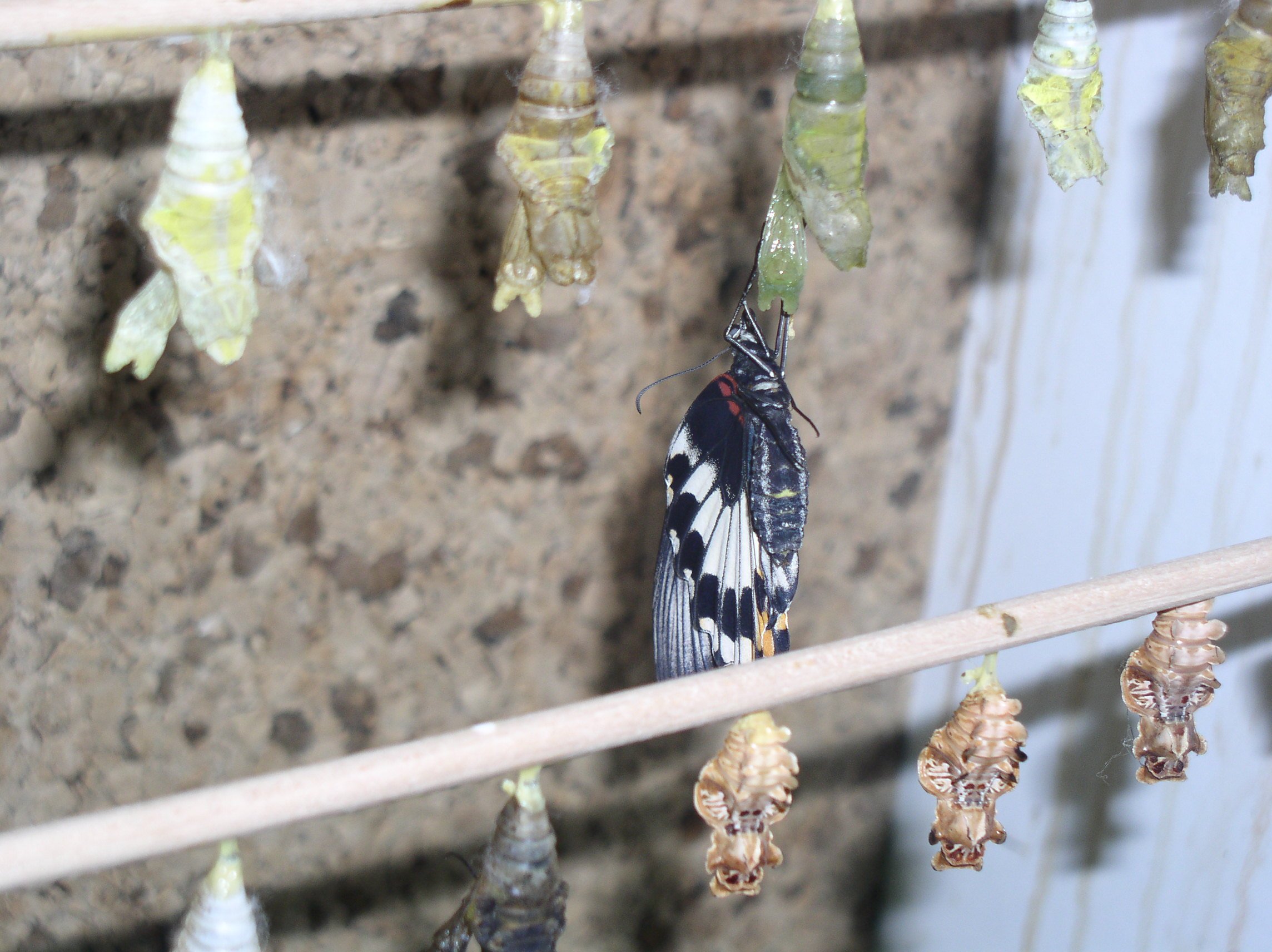 Schmetterlingspuppen (Foto: Maximilianpark)