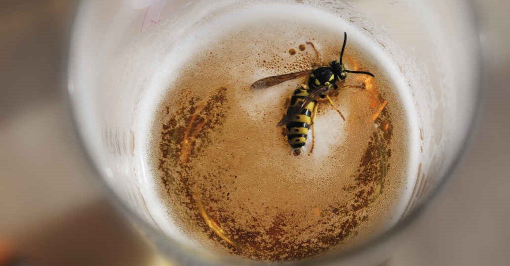Vorsicht, Wespe im Bier! © iStock / Getty Images