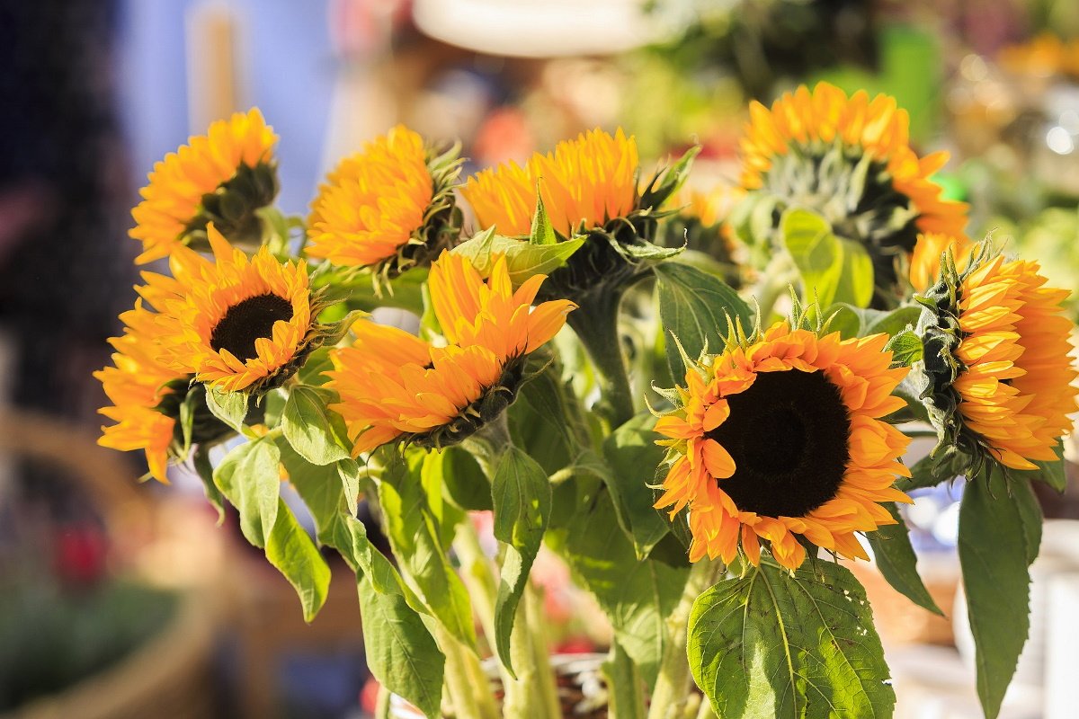 Die Sonnenblumen gehören zu den "natürlichen Dekos", die auf dem Herbstmarkt angeboten werden