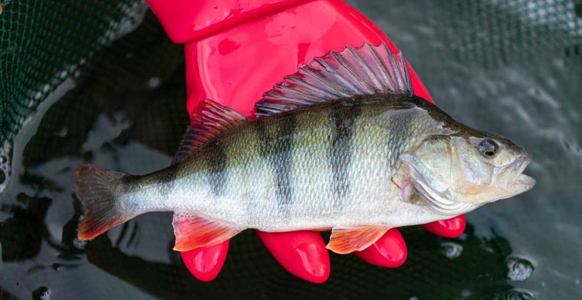 Narkotisierter Flussbarsch (Perca fluviatilis): Den Forschern ging ein besonders schönes Exemplar dieses Fisches ins Netz. Foto: WWU - Peter Leßmann