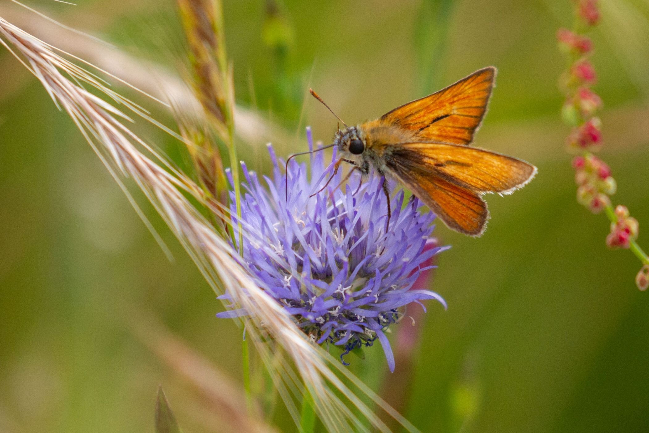Der Schmetterling mit Namen Braunkolbiger Braun-Dickkopffalter ist unter anderem auf blütenreichen Waldlichtungen zu finden / Jan Ole Kriegs